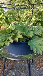 Grote Gunnera manicata (Reuzenrabarber), Vaste plant, Halfschaduw, Zomer, Ophalen