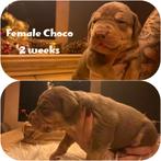 Amerikaanse Bully XL beide ouders kampioen, Rabiës (hondsdolheid), Overige rassen, 8 tot 15 weken, Meerdere