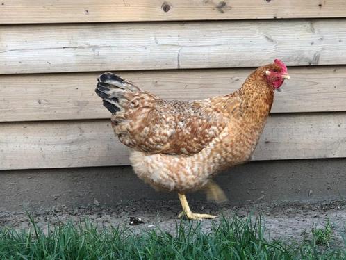 Goudkleur kalme legkip gestreepte bruin-witte sperwer, Dieren en Toebehoren, Pluimvee, Kip, Vrouwelijk