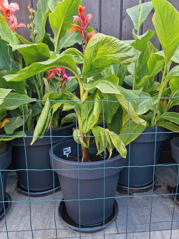 Te koop een mooie canna beschikbaar voor biedingen
