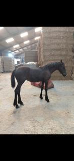 Te koop super mooie groot fries merrie veulen!!, Dieren en Toebehoren, Merrie