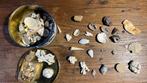 Schelpen en fossielen, Ophalen, Schelp(en)
