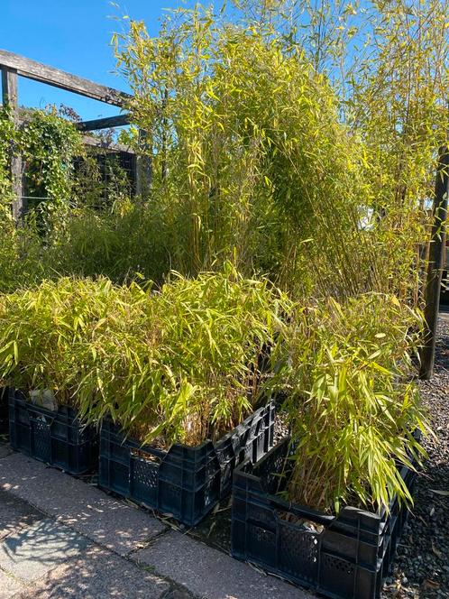 Bamboe, Tuin en Terras, Planten | Tuinplanten, Vaste plant, Bloeit niet, Ophalen