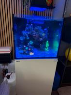 Red sea reefer G2+ met inhoud en veel apparatuur., Ophalen, Gebruikt, Gevuld zeewateraquarium