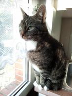 Gouden mandje gezocht voor Billy, Dieren en Toebehoren, Kater