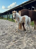 Mega gaaf hengstveulen, E pony merrie 1.56 braaf!, Dieren en Toebehoren, Merrie, A pony (tot 1.17m), Dressuurpony, 3 tot 6 jaar