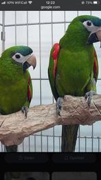 Koppel ARA NOBILIS onverwant 2025, Dieren en Toebehoren, Vogels | Parkieten en Papegaaien, Meerdere dieren, Papegaai, Geringd