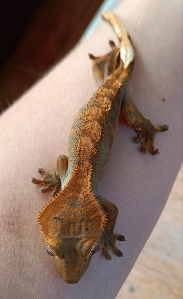 Wimpergekko halloween harlequin  beschikbaar voor biedingen
