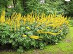 Gratis af te halen. Gulden roede, Tuin en Terras, Planten | Struiken en Hagen, Ophalen of Verzenden