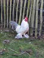 sabelpoot haantje, Mannelijk, Kip