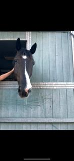 Knap kwpn paard te koop, Dieren en Toebehoren, Gechipt, Ruin, M, Dressuurpaard