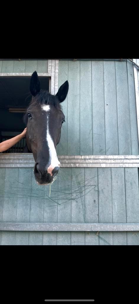 Knap kwpn paard te koop, Dieren en Toebehoren, Paarden, Ruin, M, 7 tot 10 jaar, Dressuurpaard, Met stamboom, Gechipt, Ontwormd