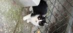 kitten, Dieren en Toebehoren, Katten en Kittens | Raskatten | Korthaar, Meerdere dieren, 0 tot 2 jaar