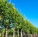 Magnolia bomen in verschillende soorten leverbaar, Tuin en Terras, Planten | Bomen, Ophalen of Verzenden, Lente, Volle zon, Overige soorten