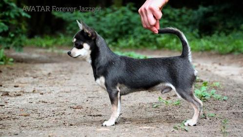Chihuahua Avatar  Reu 15maande FCI STAMBOOM, Dieren en Toebehoren, Honden | Chihuahua's en Gezelschapshonden, Reu, Chihuahua, Particulier