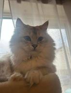 Ragdoll kater, Dieren en Toebehoren, Katten en Kittens | Raskatten | Korthaar, Kater