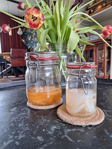 Kombucha Scoby (zwam) + starter van zwarte en groene thee beschikbaar voor biedingen