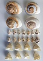 (Decoratie) Schelpen van Aquabetta - Aquarium, Plant(en), Steen of Hout, Nieuw, Ophalen of Verzenden, Nvt