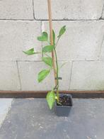 Paprika plant, Tuin en Terras, Planten | Tuinplanten, Ophalen, Groenteplanten, Eenjarig, Halfschaduw