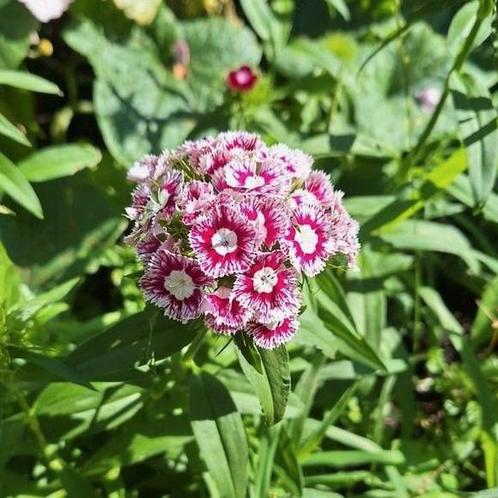 DUIZENDSCHOON zaden ( nù zaaien), Tuin en Terras, Bloembollen en Zaden, Zaad, Gehele jaar, Volle zon, Ophalen