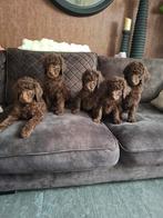 Choco koningspoedel pups, Dieren en Toebehoren, Honden | Chihuahua's en Gezelschapshonden, Poedel, 8 tot 15 weken, Meerdere, Meerdere dieren