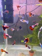 Guppen mix  hele mooie kleuren !!!!!, Dieren en Toebehoren, Vis