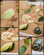 Stekjesbox variegata Specials, Huis en Inrichting, Kamerplanten, Ophalen, Overige soorten, Minder dan 100 cm