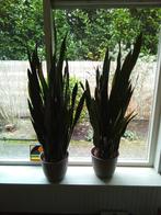 Planten, Huis en Inrichting, Kamerplanten, Ophalen, Halfschaduw, Minder dan 100 cm