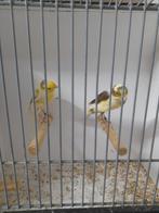 Larget espanol poppen, Dieren en Toebehoren, Vogels | Kanaries, Vrouwelijk, Kleurkanarie