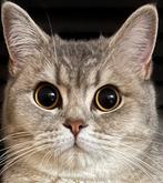 🐈‍⬛ Britse korthaar raskat poes 🐈‍⬛, Meerdere dieren, 0 tot 2 jaar