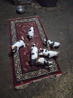 BOERENFOX PUPS (4 TEEFJES EN 2 REUTJES), Rabiës (hondsdolheid), 8 tot 15 weken, Meerdere, Meerdere dieren