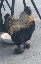 Krielhaan, Dieren en Toebehoren, Pluimvee, Mannelijk, Kip