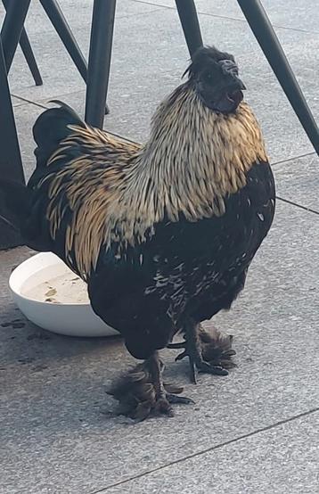 Krielhaan beschikbaar voor biedingen