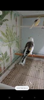 te koop major putter man van 2023 prijs 450, Dieren en Toebehoren, Vogels | Overige Vogels