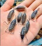 Porcellio Hoffmannseggii