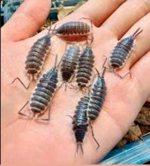 Porcellio Hoffmannseggii, Dieren en Toebehoren, Insecten en Spinnen