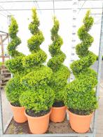 buxus vormen vanaf 5 €, Ophalen, Bloeit niet, Overige soorten, Volle zon