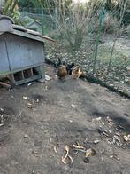 Jonge legkippen te koop, Dieren en Toebehoren, Vrouwelijk, Kip