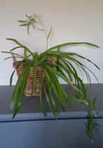 Groene graslelie plant in mand, Huis en Inrichting, Kamerplanten, Ophalen, Overige soorten, Halfschaduw, In pot