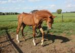Superstoer getalenteerd spring hengstveulen, Dieren en Toebehoren, Paarden, Springpaard, Minder dan 160 cm, 0 tot 2 jaar, Hengst