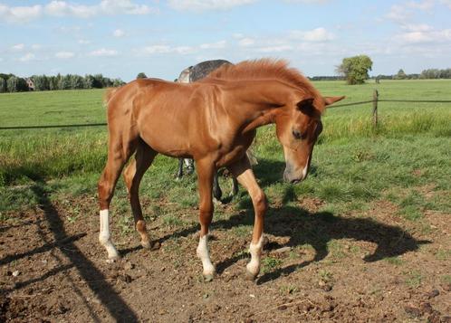 Superstoer getalenteerd spring hengstveulen, Dieren en Toebehoren, Paarden, Hengst, Onbeleerd, Minder dan 160 cm, 0 tot 2 jaar