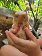 Cavia, Cavia, Juli, Meerdere dieren, Tam