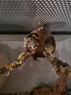 Gerbil dame zoekt nieuw maatje, Dieren en Toebehoren, Juni, Vrouwelijk, Overige typen, Tam