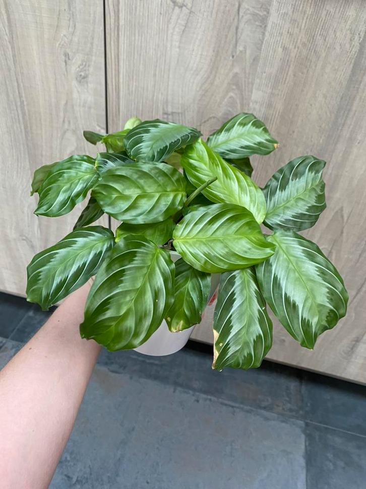 Marante Silver Band, Huis en Inrichting, Kamerplanten, Minder dan 100 cm, Halfschaduw, Ophalen of Verzenden