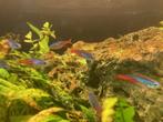 Aquarium Vissen, Garnalen & Planten, Ophalen, Zo goed als nieuw, Gevuld zoetwateraquarium