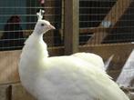 Witte pauwen | Deskundig advies | verschillende leeftijden!, Meerdere dieren, Overige soorten
