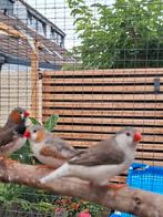 Te koop zebravink koppel, Dieren en Toebehoren, Vogels | Overige Vogels, Meerdere dieren