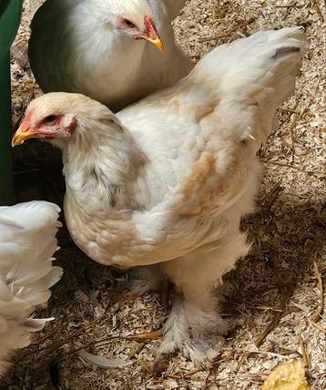 Splash Buff Columbian haan 3 maanden uit België beschikbaar voor biedingen