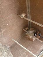 Koppel gordelgrasvinken broedrijp, Dieren en Toebehoren, Vogels | Overige Vogels, Meerdere dieren