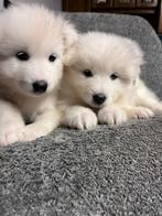 Samojeed pups, Rabiës (hondsdolheid), 8 tot 15 weken, Poolhond, Meerdere